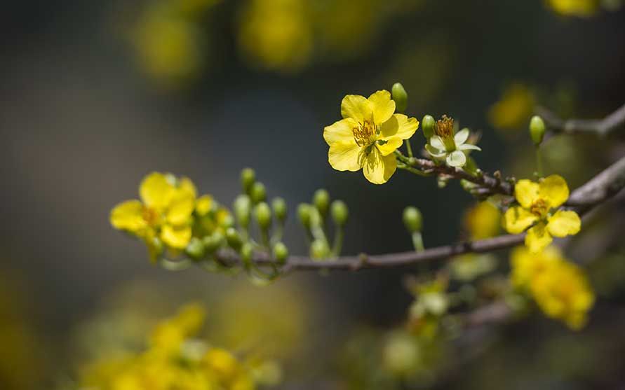 Yellow-apricot.jpg